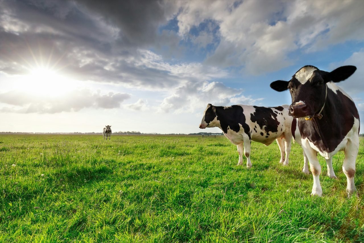 milk-cows-on-sunny-pasture-and-sunshine.jpg