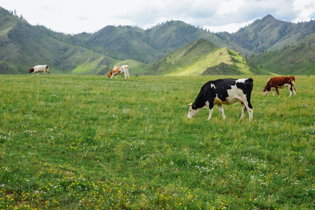 organic-dairy-herd-grazes-in-natural-meadows-in-the-mountains.jpg